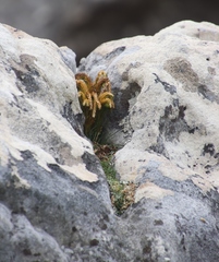 Phlegmariurus gnidioides