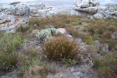 Thamnochortus gracilis