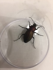Carabus monilis