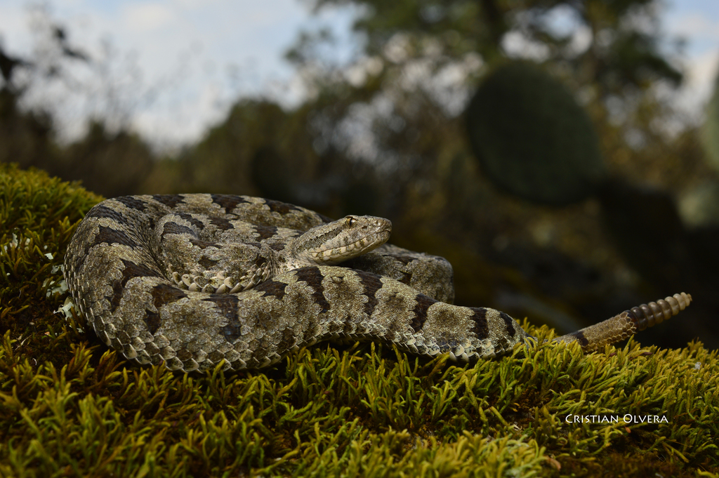Queretaran Dusky Rattlesnake
