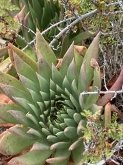 Dudleya ingens