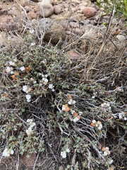 Eriogonum fastigiatum