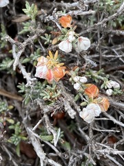 Eriogonum fastigiatum