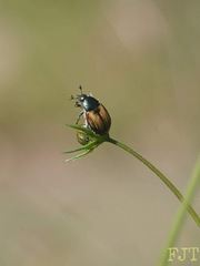 Callirhinus metallescens