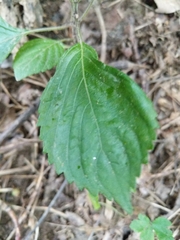 Perilla frutescens