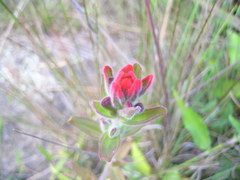 Castilleja arvensis pastorei