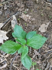 Perilla frutescens