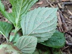 Perilla frutescens