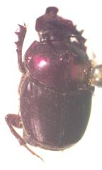 Onthophagus viridivinosus