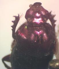 Onthophagus viridivinosus