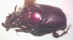 Onthophagus viridivinosus
