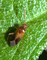 Ceratocapsus modestus