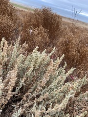 Atriplex julacea