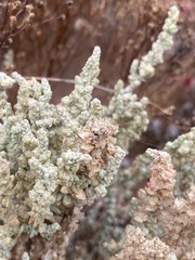Atriplex julacea