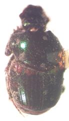 Onthophagus chryses