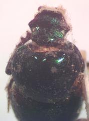 Onthophagus chryses