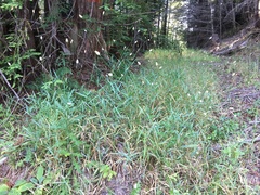 Phalaris californica