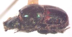 Onthophagus chryses
