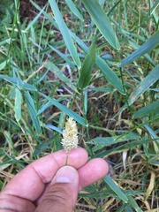 Phalaris californica