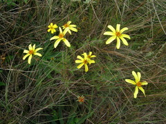 Bidens triplinervia macrantha