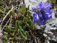 Polemonium confertum