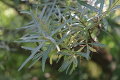Hippophae rhamnoides