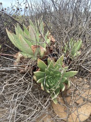 Dudleya ingens