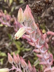 Dudleya ingens