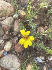 Adenothamnus validus