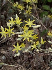 Petrosedum pruinatum