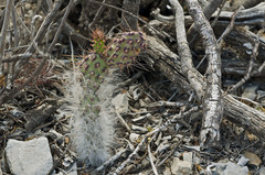 Opuntia azurea