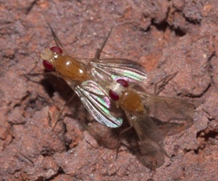 Sobarocephala