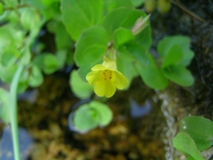 Erythranthe glabrata