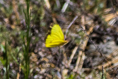 Colias harfordii