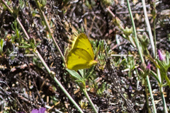 Colias harfordii