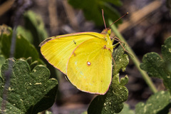 Colias harfordii