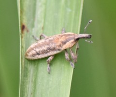Lixus scrobicollis