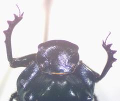 Onthophagus cyanellus