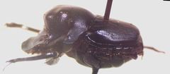 Onthophagus cyanellus