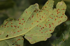 Neuroterus quercusbaccarum