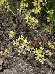 Petrosedum pruinatum