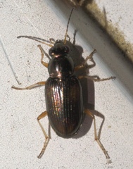 Bembidion confusum