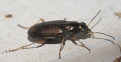 Bembidion confusum