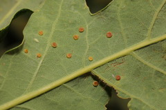 Neuroterus quercusbaccarum