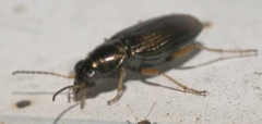 Bembidion confusum