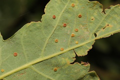 Neuroterus quercusbaccarum