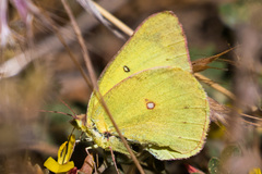 Colias harfordii
