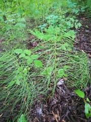 Equisetum pratense image