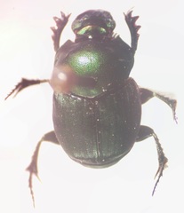 Onthophagus cyanellus