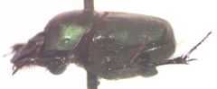 Onthophagus cyanellus